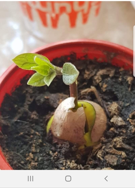 Help me prune this lockdown avocado plant please