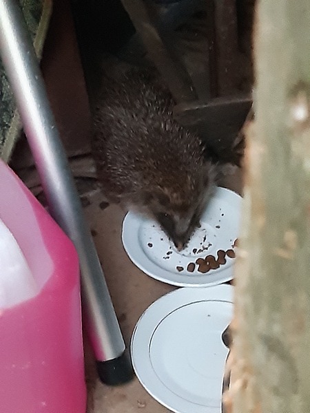 Urgent hedgehog advice needed