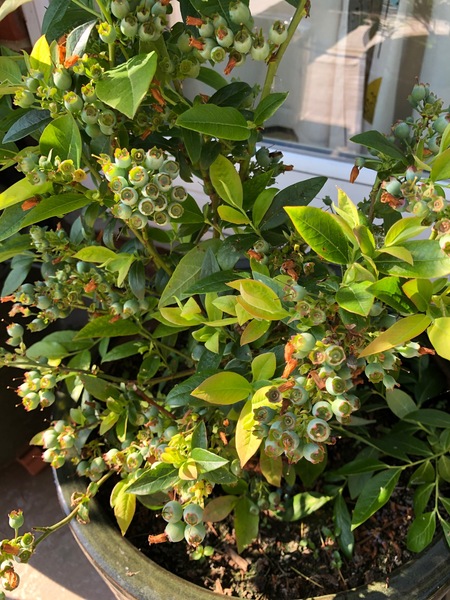 Blueberry bush questions