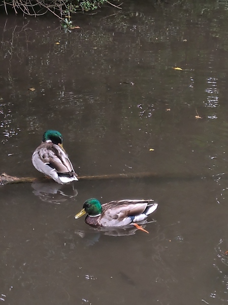 Nature appreciation thread