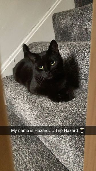 Chez Ollie - All welcome especially Not My Cats. General Cat chat thread