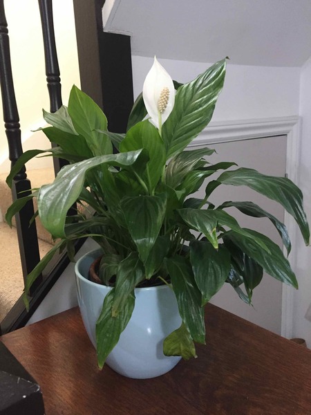 Can anyone identify this houseplant?