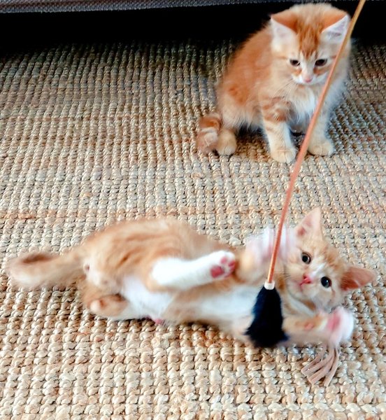 "I can't go out because I have a kitten" aibu?