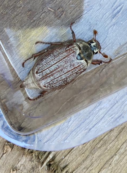 To ask for your help identifying this beetle?