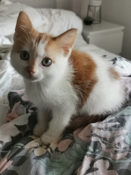 Would anyone like to see my new kitten?
