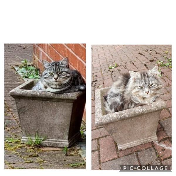 Chez Ollie - All welcome especially Not My Cats. General Cat chat thread