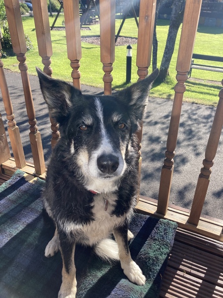 Please show me your dogs...old and young!