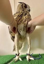 Animals that are...creepy...