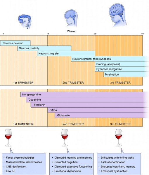 My Pregnancy, My Wine and DH.