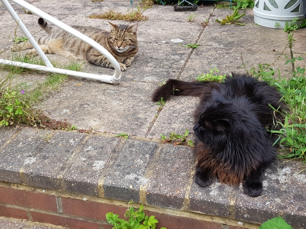 Thug cat part 4.  After all, it's not my Axminster.