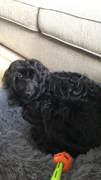 Name your crossbreed - I have a Whaffy.