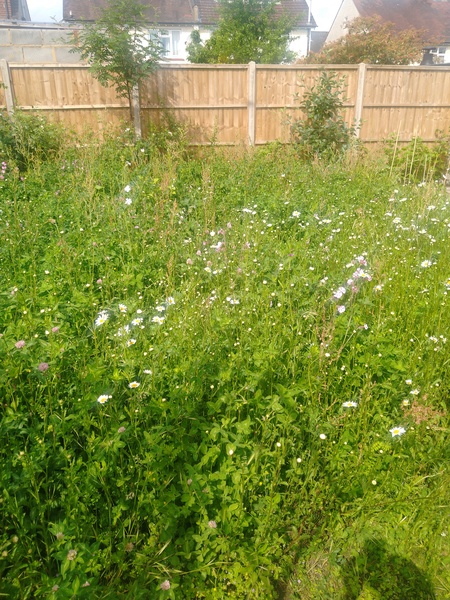 Has anyone actually put real grass IN their garden?