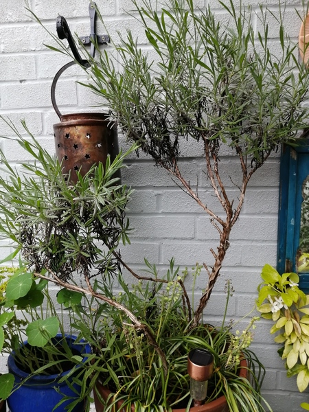 Lavender - how and when?