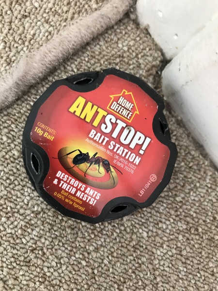 Ants are driving me insane!  Any remedies? Desperate
