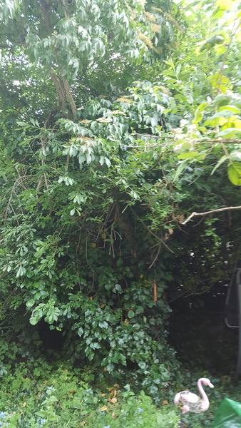 What is growing from my tree?