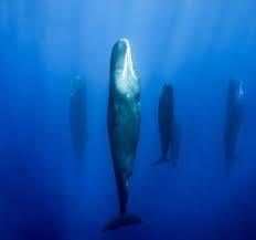 Animals that are...creepy...