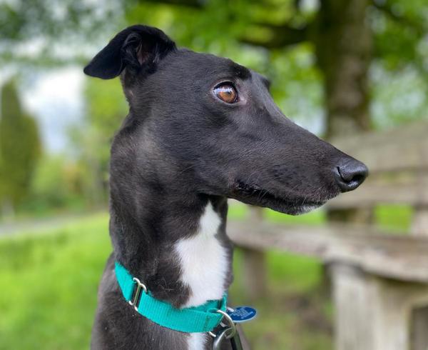 Tell me about your greyhound's routine (pic of our lovely new girl included!)