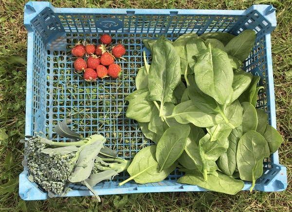 Allotment/Veg Patch Thread 16  Weather weirdness prevails !