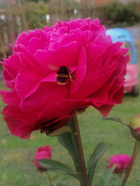 Show us your peonies!
