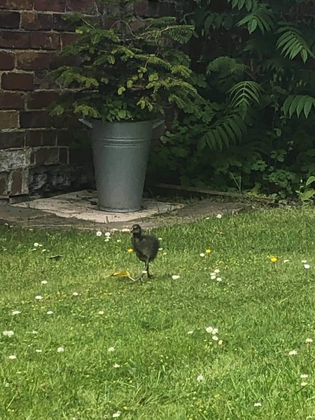 Bird identification
