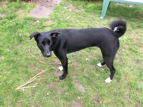 Name your crossbreed - I have a Whaffy.