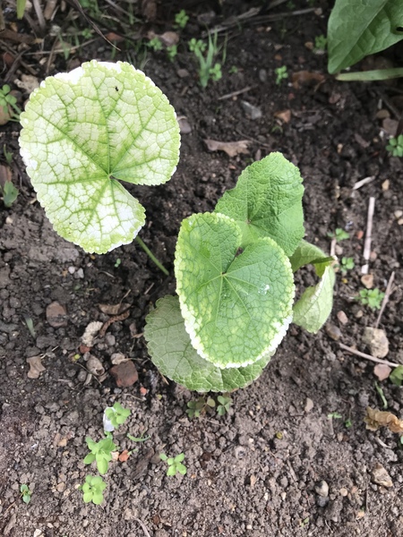 Why are these leaves turning white?
