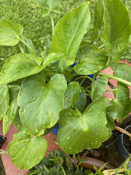 Another ID - these ones have me stumped!