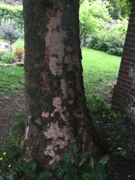 Is this tree next to my house dying?