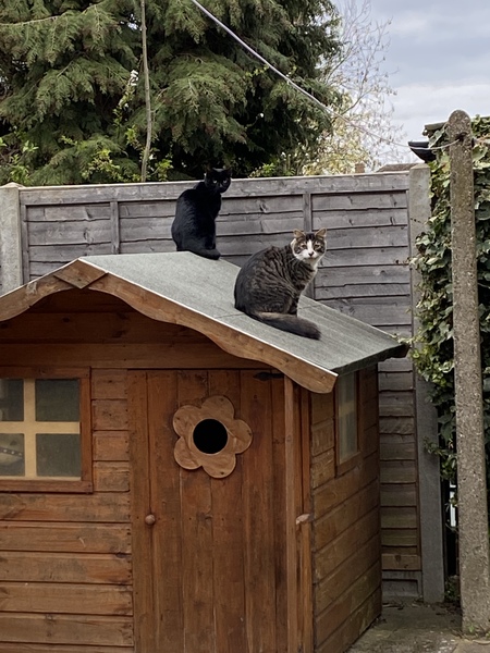 ‘Do cats have any friends?’