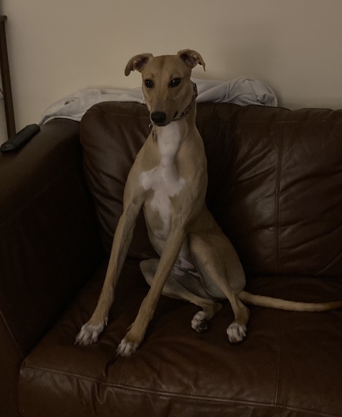 Does your dog sit like this?