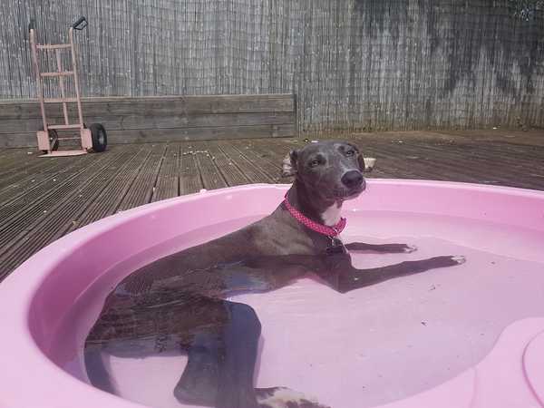 Whippet Puppy