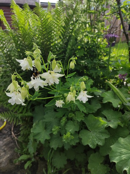 My garden this morning