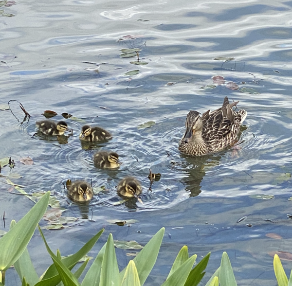 Duck Tales! (Still not what I expected to wake up to this morning)