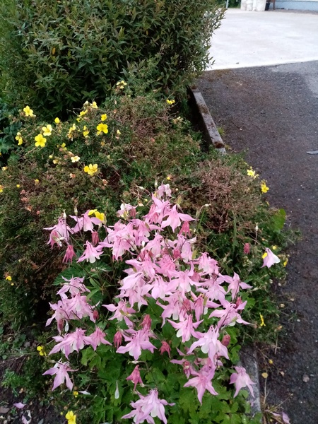 My garden this morning