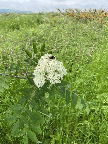 Anyone gearing up to make elderflower cordial atm?