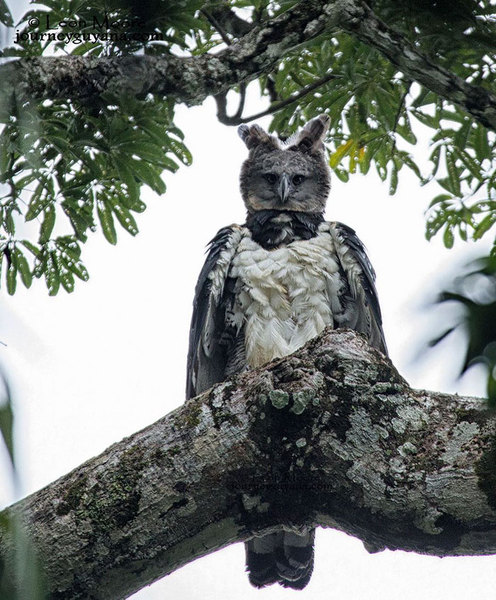 Animals that are...creepy...