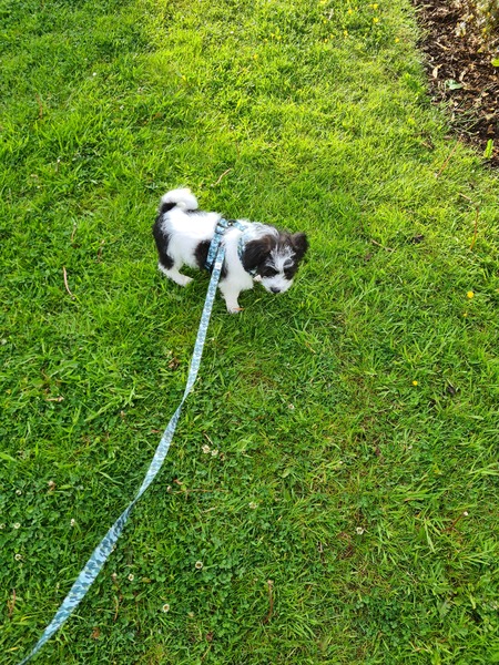 Help my puppy walk please!