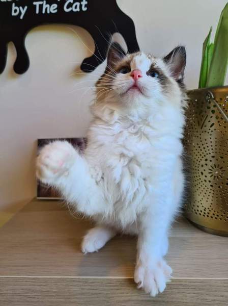 Stunner of a kitten needs a name! Give me your best one.
