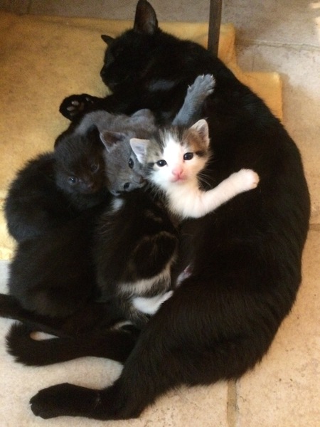 Stinky cat with Kittens