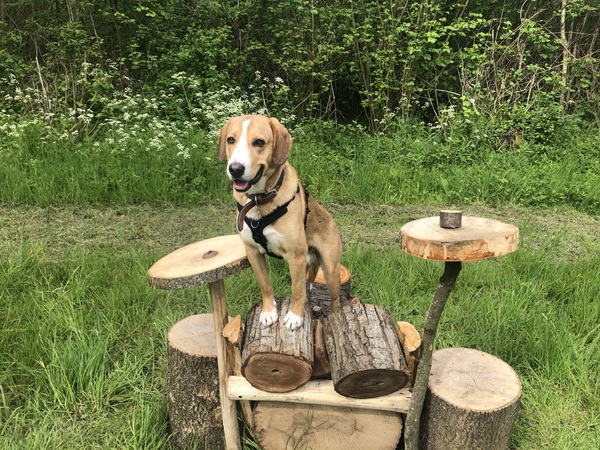 Name your crossbreed - I have a Whaffy.