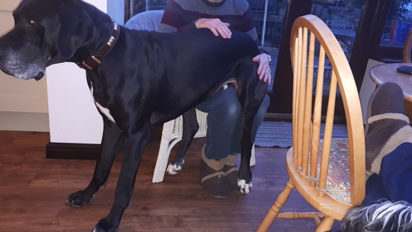 Does your dog sit like this?