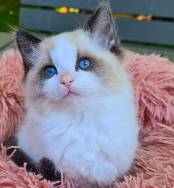 Stunner of a kitten needs a name! Give me your best one.