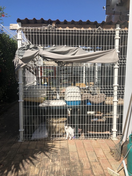 Outdoor cat enclosure DIY