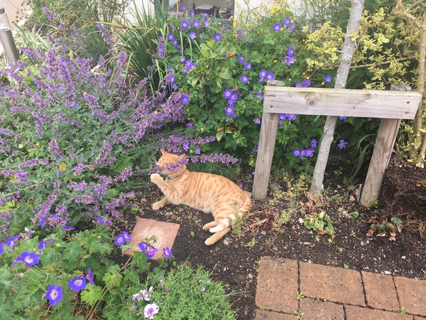 Cat suddenly going missing for days!