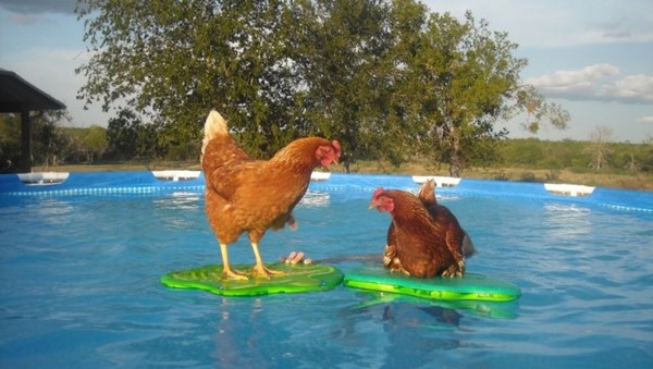 Where can I find decent quality chicken breaststroke