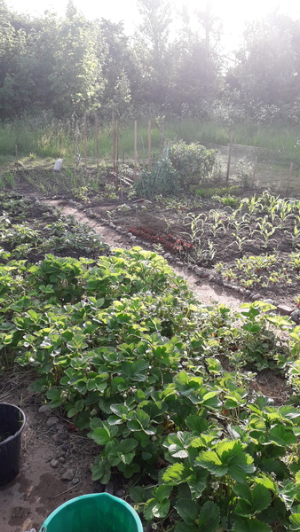 Allotment/Veg Patch Thread 16  Weather weirdness prevails !