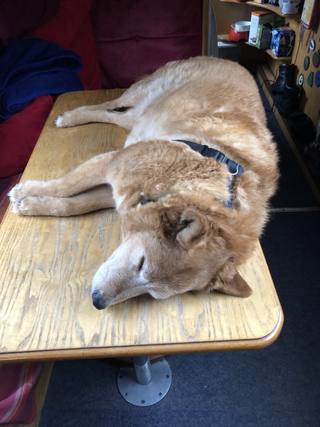 Dog keeps jumping on the kitchen table