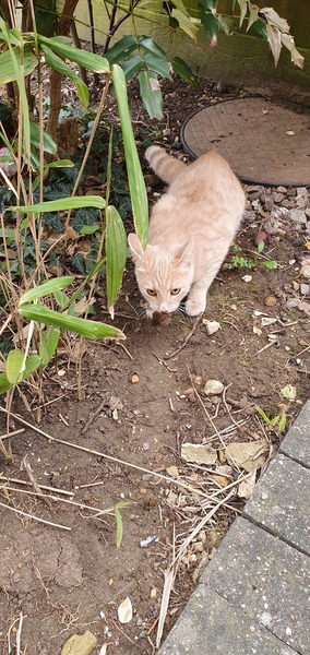 Cat has a mouse
