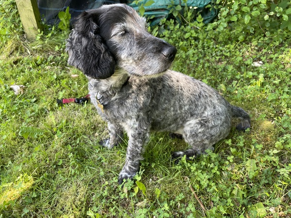 Name your crossbreed - I have a Whaffy.