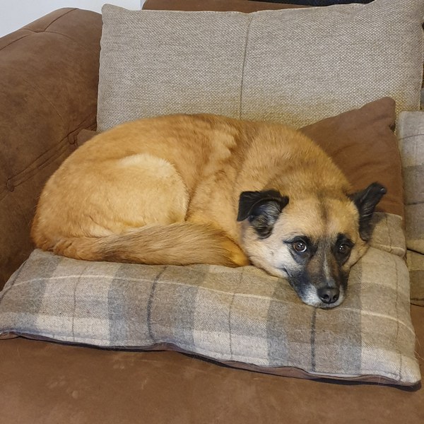 Name your crossbreed - I have a Whaffy.